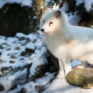 Meet your Posher, Tracey